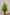 PITTOSPORUM