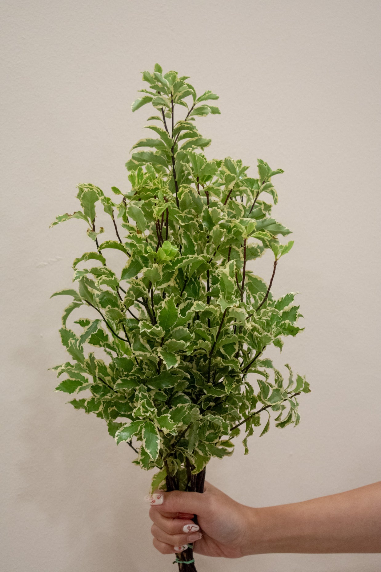 PITTOSPORUM