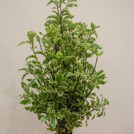 PITTOSPORUM