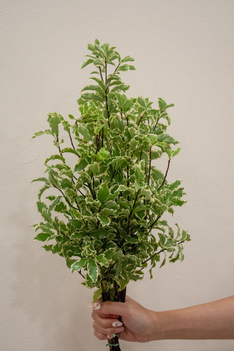 PITTOSPORUM