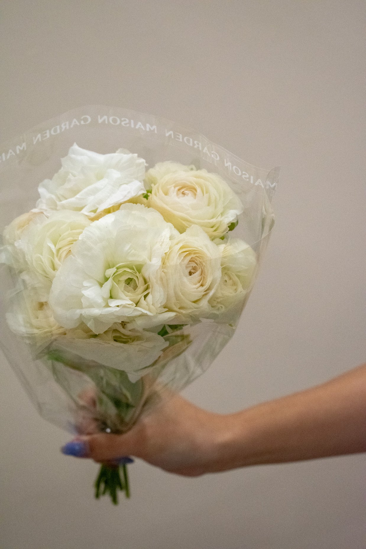 RANUNCULUS ROMANCE MONTENVERS