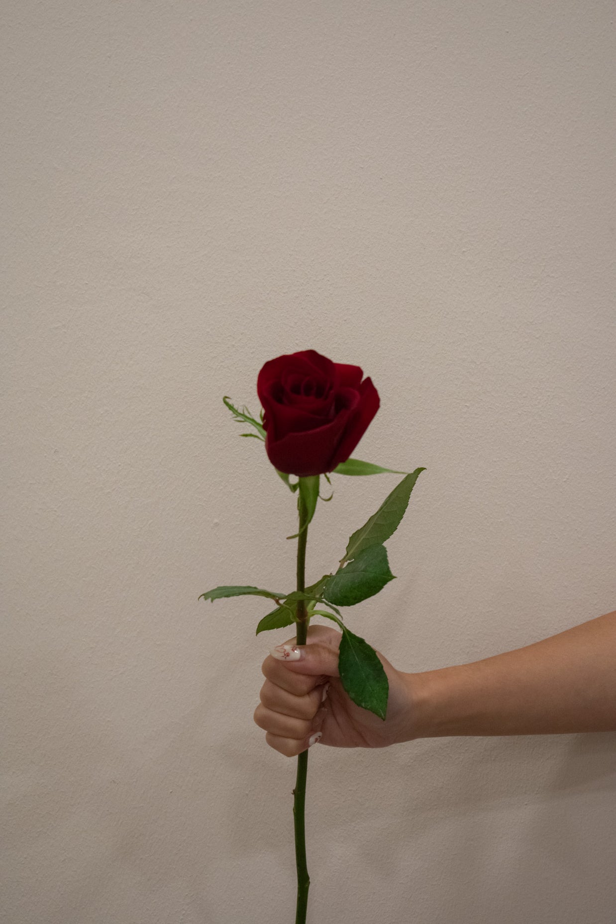 ROSE EVER RED