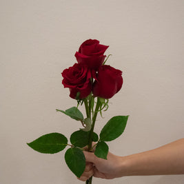 ROSE EVER RED