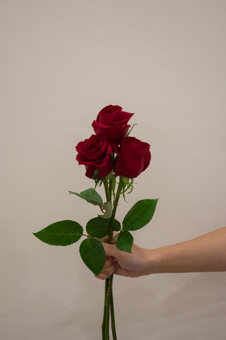 ROSE EVER RED
