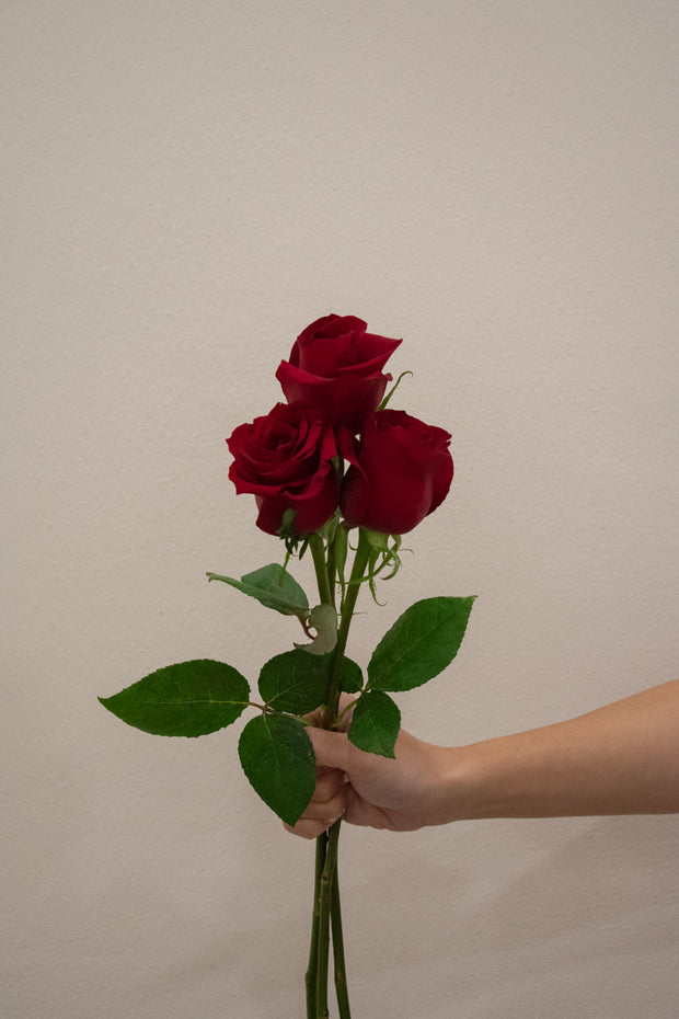 ROSE EVER RED