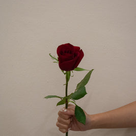 ROSE EVER RED