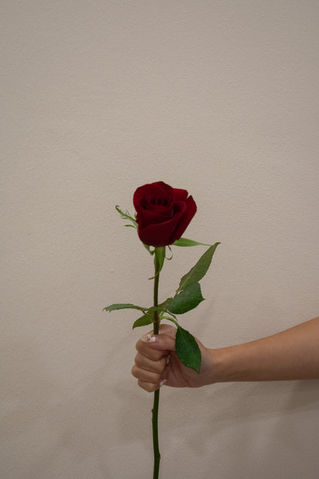 ROSE EVER RED