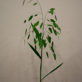 RIVER OATS