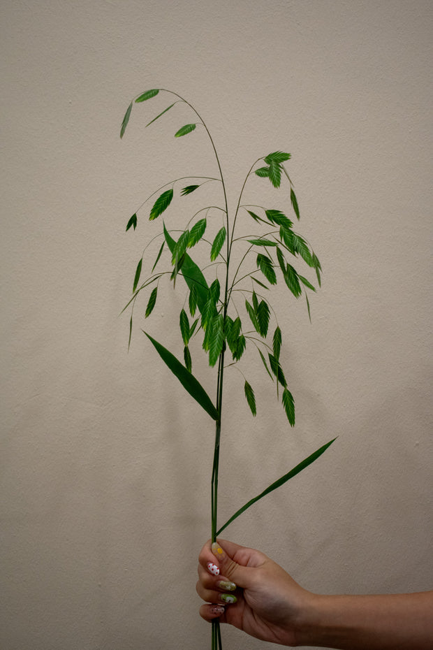 RIVER OATS