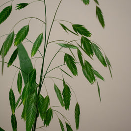 RIVER OATS