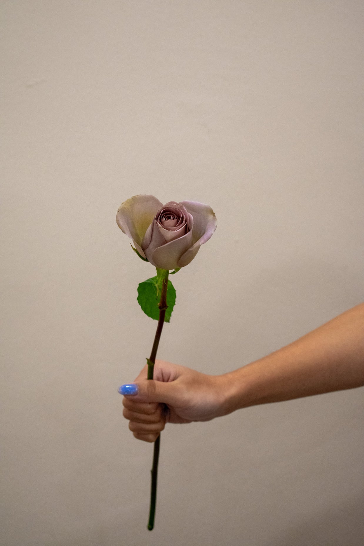 ROSE AMNESIA