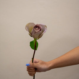 ROSE AMNESIA