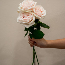ROSE AVALANCHE LOVELY