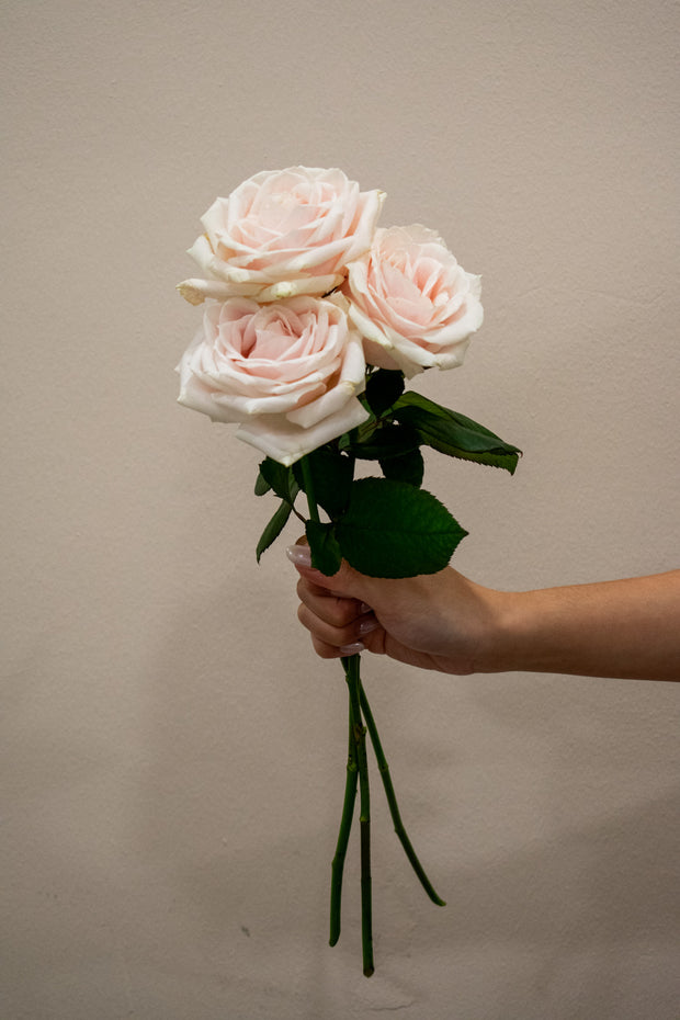 ROSE AVALANCHE LOVELY