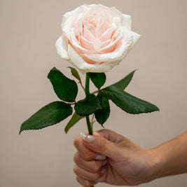ROSE AVALANCHE LOVELY