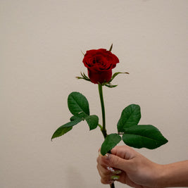 ROSE CHINA RED