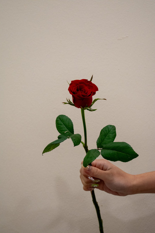 ROSE CHINA RED