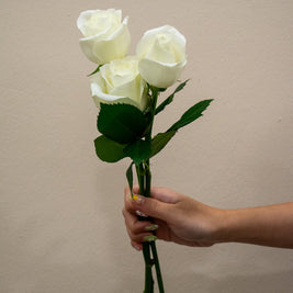 ROSE CHINA WHITE