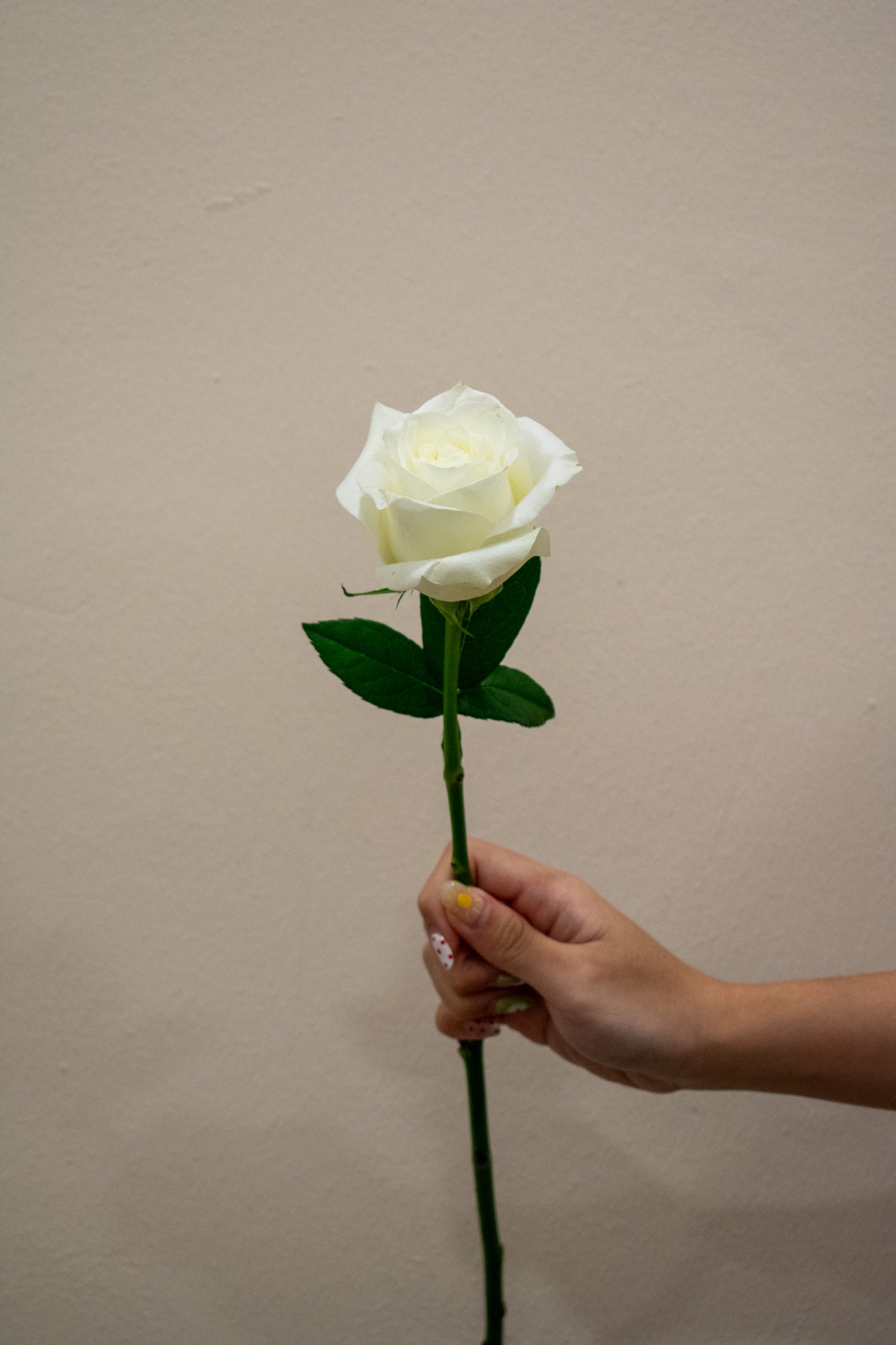 ROSE CHINA WHITE