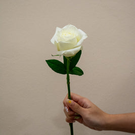 ROSE CHINA WHITE