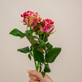 ROSE HARLEQUIN