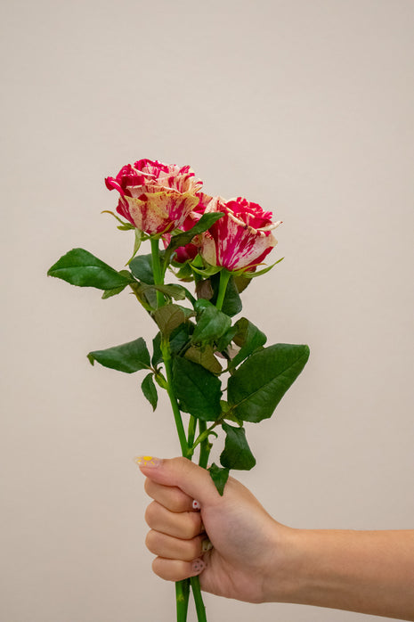ROSE HARLEQUIN