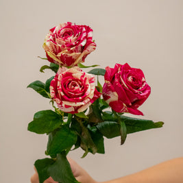 ROSE HARLEQUIN