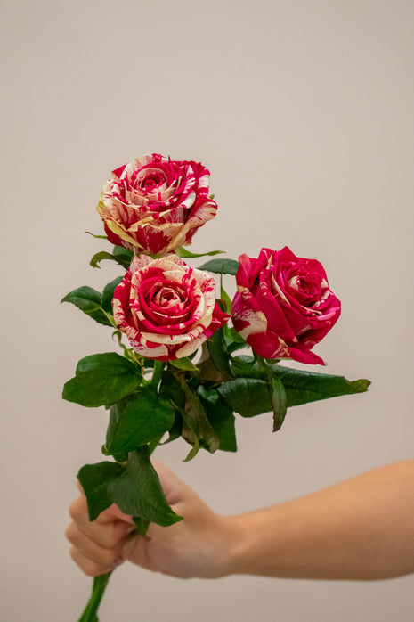 ROSE HARLEQUIN