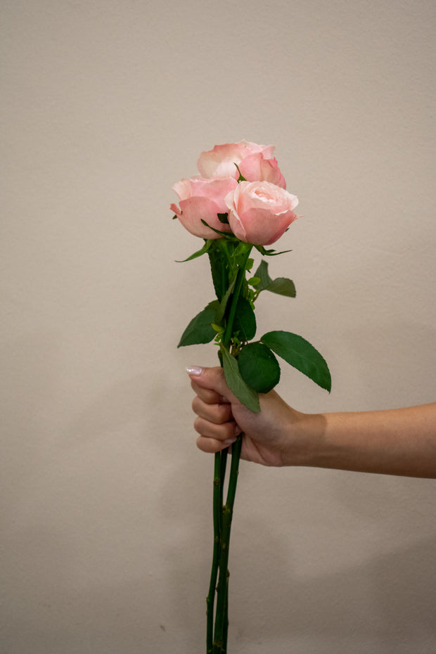 ROSE HEIDI