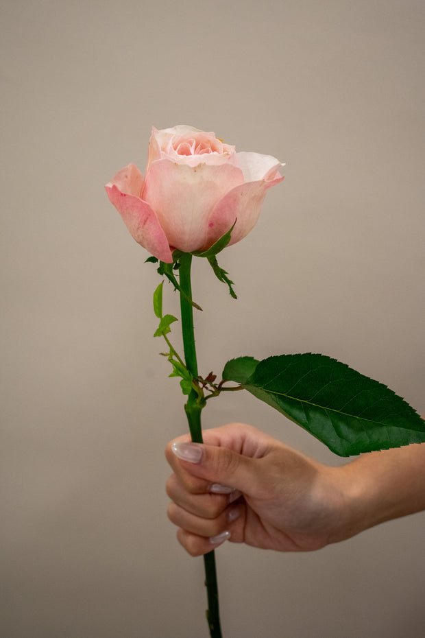 ROSE HEIDI