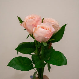 ROSE KATHERINE