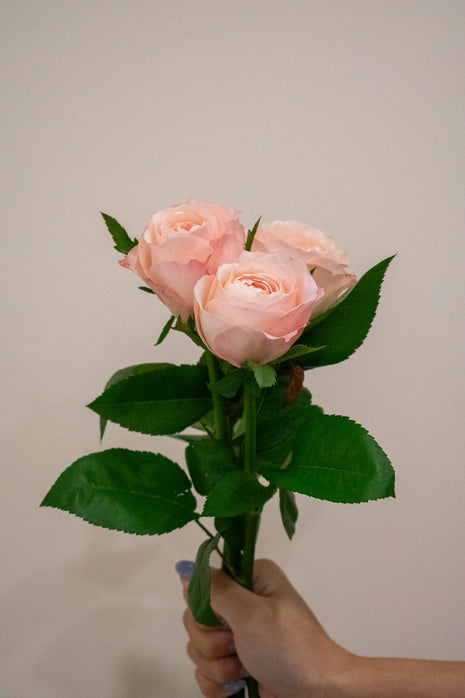 ROSE KATHERINE