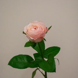 ROSE KATHERINE