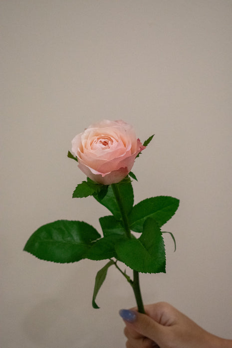 ROSE KATHERINE