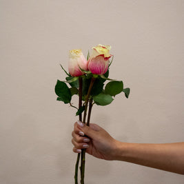 ROSE MAROSA