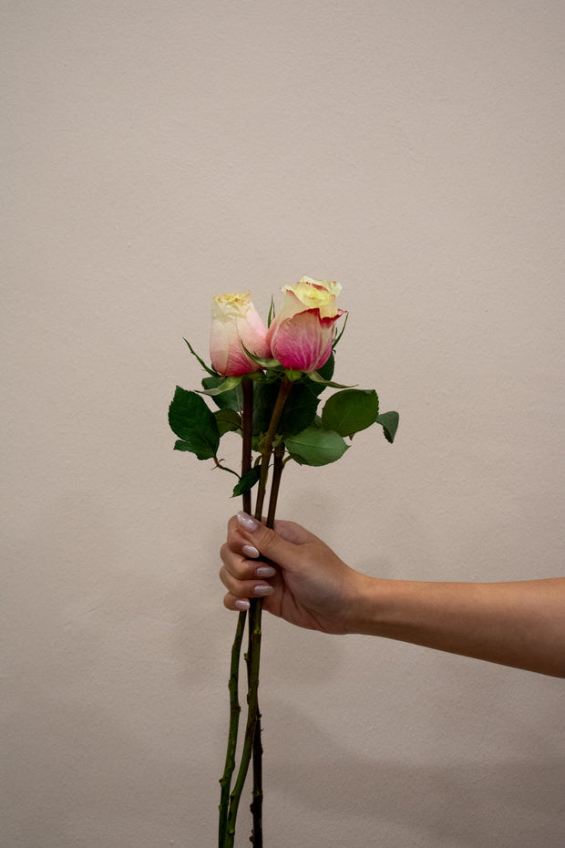 ROSE MAROSA