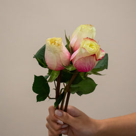 ROSE MAROSA