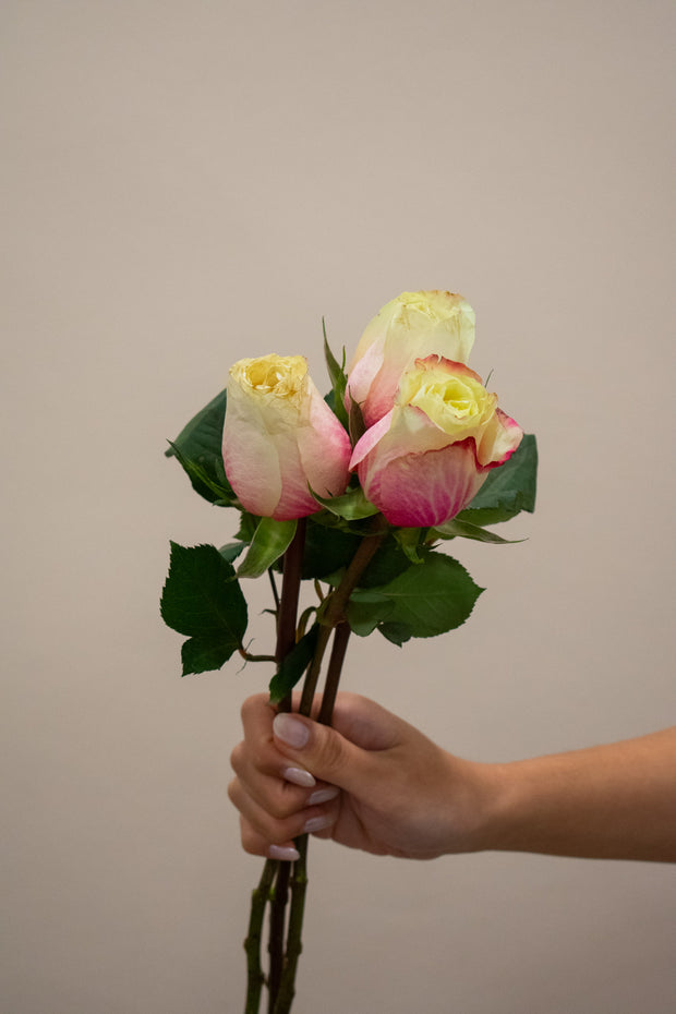 ROSE MAROSA