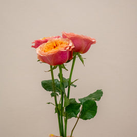 ROSE SOUTH PARK