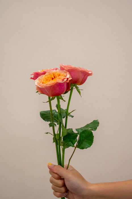 ROSE SOUTH PARK