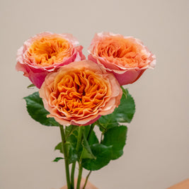 ROSE SOUTH PARK