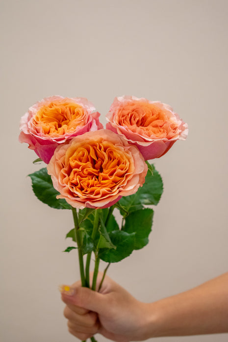 ROSE SOUTH PARK