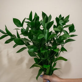 RUSCUS