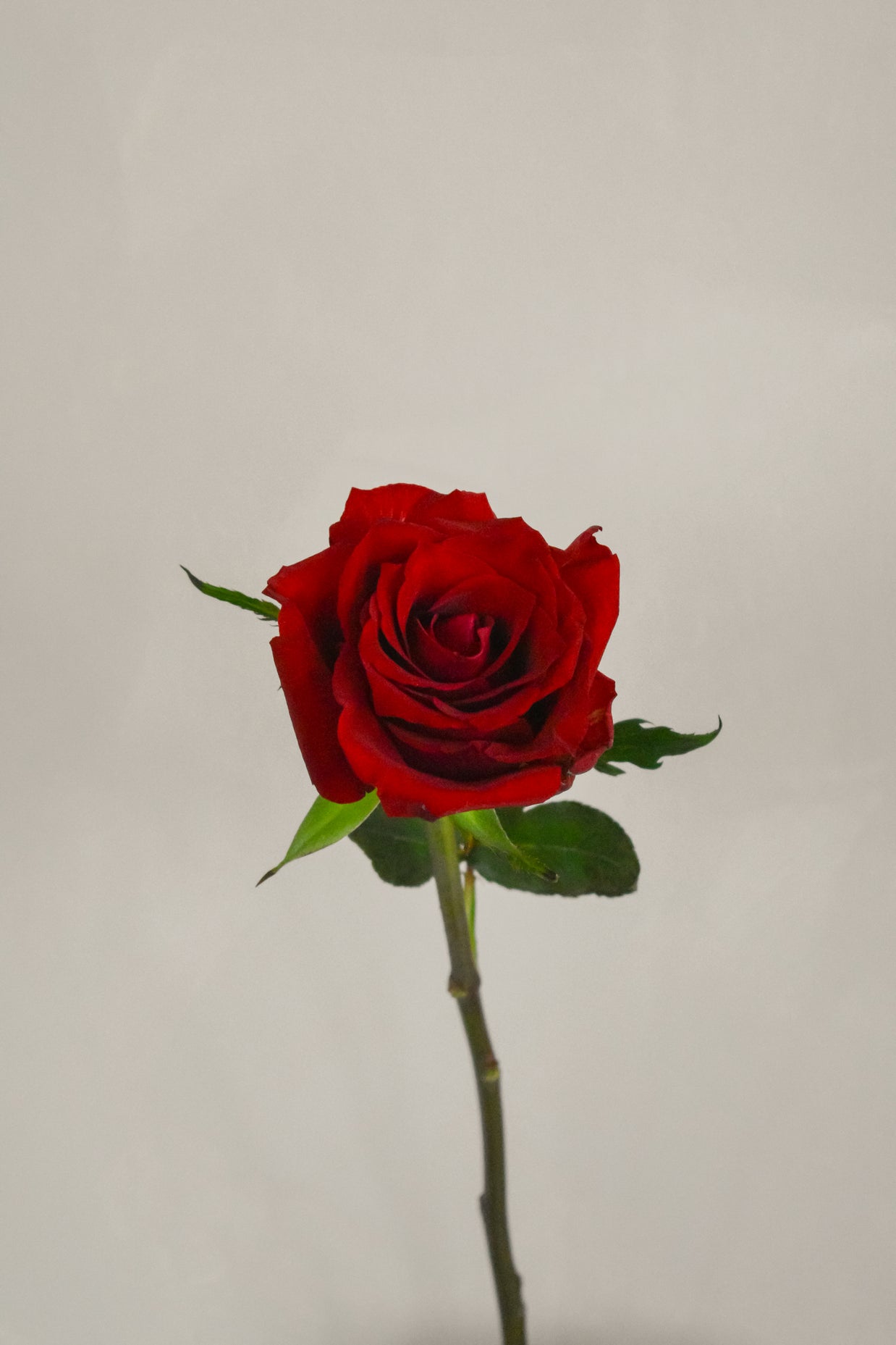 RedKenyaRose