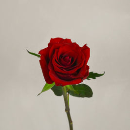 RedKenyaRose