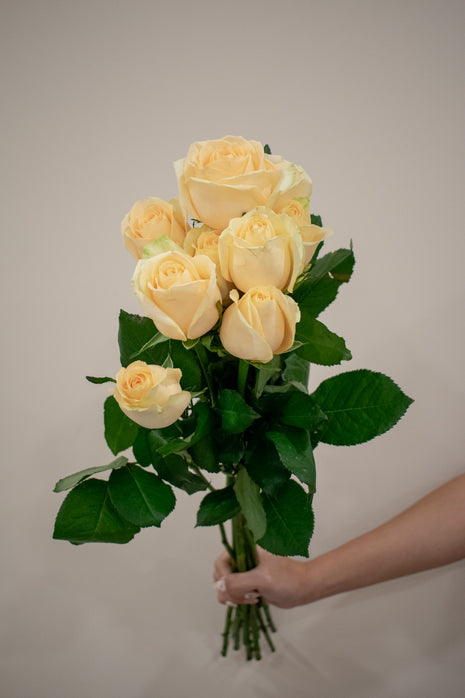 ROSE AVALANCHE PEACH