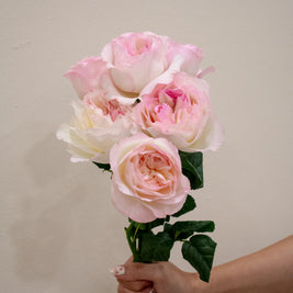 ROSE DAVID AUSTIN KEIRA