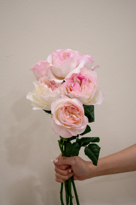 ROSE DAVID AUSTIN KEIRA