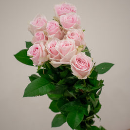 ROSE AVALANCHE PINK