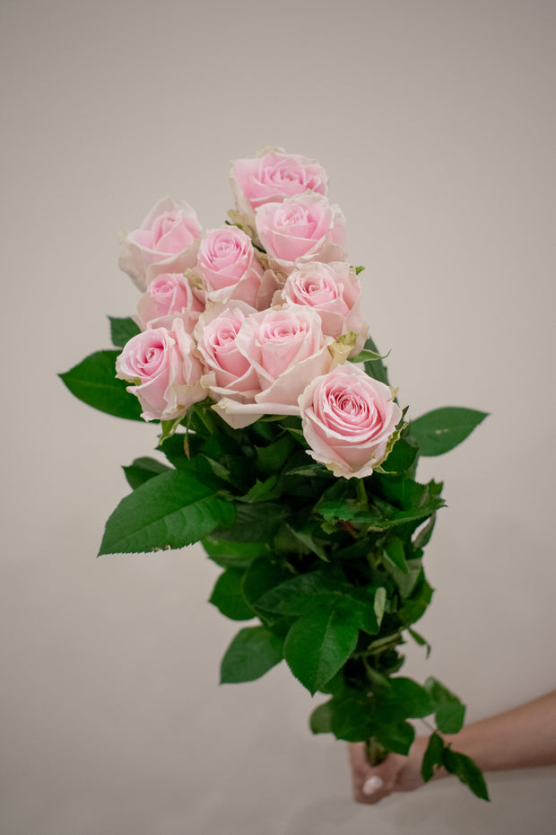 ROSE AVALANCHE PINK